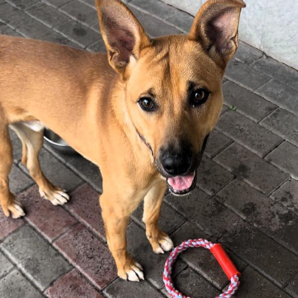 SIMBA SIMPATICO CUCCIOLONE Foto 2